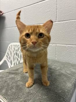 *Birch* -  Domestic Short Hair Cat for Adoption in Salt Lake City, Utah - *Birch* | PetCurious