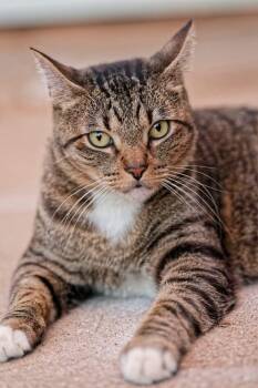 Mr Biscuit -  Domestic Short Hair Cat for Adoption in Tuttle, Oklahoma - Mr Biscuit | PetCurious