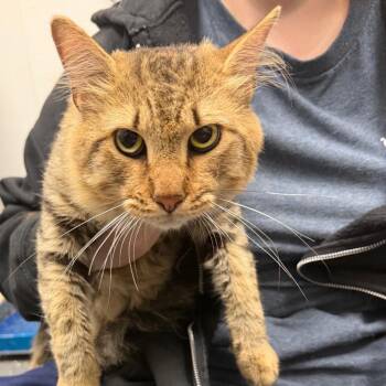 Reginald -  Domestic Medium Hair Cat for Adoption in Columbiana, Alabama - Reginald | PetCurious