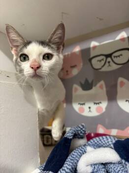 Rescue Domestic Short Hair Cats for Adoption in Randolph, Massachusetts - Miz Mint | PetCurious