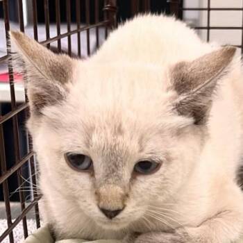 110452 -  Domestic Short Hair Cat for Adoption in Las Cruces, New Mexico - 110452 | PetCurious