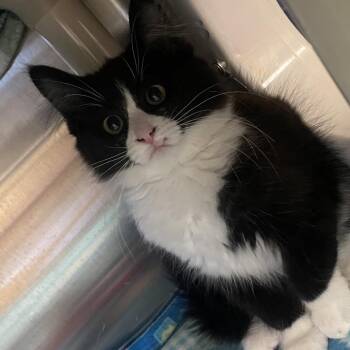 Dominic -  Domestic Medium Hair Cat for Adoption in Keizer, Oregon - Dominic | PetCurious