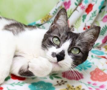 Domestic Short Hair Cats Available for Adoption - Hersberry | PetCurious
