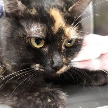 Brie -  Domestic Medium Hair Cat for Adoption in Spokane, Washington - Brie | PetCurious
