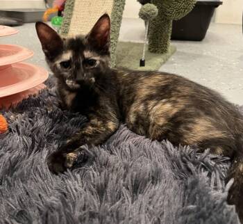 Salsa -  Domestic Short Hair Cat for Adoption in Frisco, Texas - Salsa | PetCurious