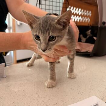 Rescue Domestic Short Hair Cats for Adoption in Livingston, Texas - Stanley Mewchi | PetCurious