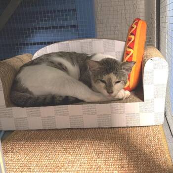 Martin -  Domestic Short Hair Cat Available for Adoption in South Miami, Florida - Martin | PetCurious