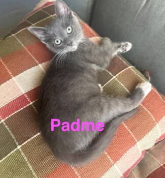 Padme -  Domestic Short Hair Cat for Adoption - Padme | PetCurious