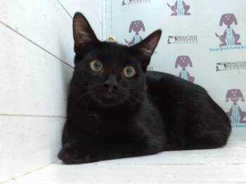 A605064 -  Domestic Short Hair Cat for Adoption in Orlando, Florida - A605064 | PetCurious