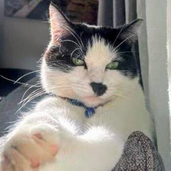 Kylie - Rancho Cucamonga PetSmart -  Domestic Short Hair Cat for Adoption in Yorba Linda, California - Kylie - Rancho Cucamonga PetSmart | PetCurious