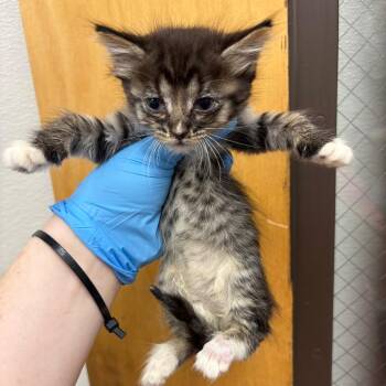 Potato Salad Patty -  Domestic Short Hair Cat for Adoption in Columbiana, Alabama - Potato Salad Patty | PetCurious