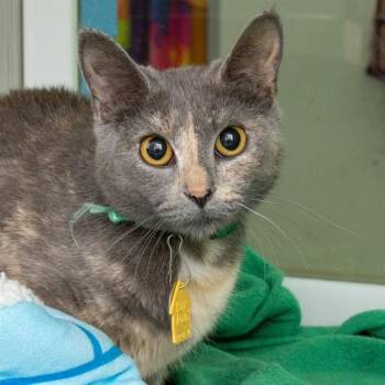 PARAMORE -  Domestic Short Hair Cat Available for Adoption in St. Louis, Missouri - PARAMORE | PetCurious
