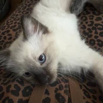 Domestic Short Hair and Siamese Cats Available for Adoption in Durham, North Carolina - Mongo | PetCurious