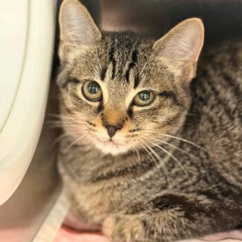 Skipper -  Domestic Short Hair Cat for Adoption in Cumming, Georgia - Skipper | PetCurious