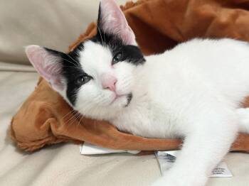 Purrrrfect Janice -  Domestic Short Hair Cat for Adoption in Burlington, North Carolina - Purrrrfect Janice | PetCurious