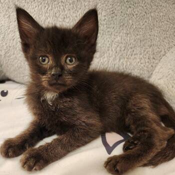 Domestic Short Hair Cats Available for Adoption in Candler, North Carolina - Radish | PetCurious