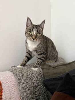 Domestic Short Hair Cats Available for Adoption - Doreen | PetCurious