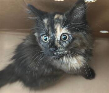 YASMINE -  Domestic Long Hair Cat for Adoption in Dallas, Texas - YASMINE | PetCurious
