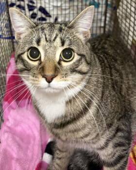 Domestic Short Hair Cats Available for Adoption in Pensacola, Florida - KIKI | PetCurious