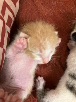 Rescue Domestic Short Hair Cats for Adoption in Dallas, Texas - A1258835 | PetCurious