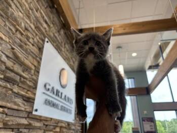 GARY -  Domestic Short Hair Cat for Adoption in Rowlett, Texas - GARY | PetCurious