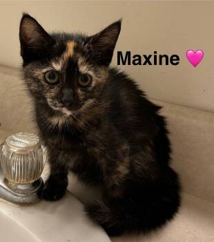 Rescue Tortoiseshell Cats for Adoption in Beckley, West Virginia - Maxine | PetCurious