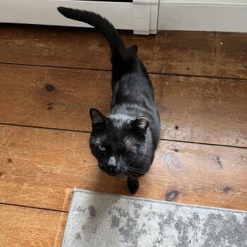 STONER -  Domestic Short Hair Cat for Adoption in New York, New York - STONER | PetCurious