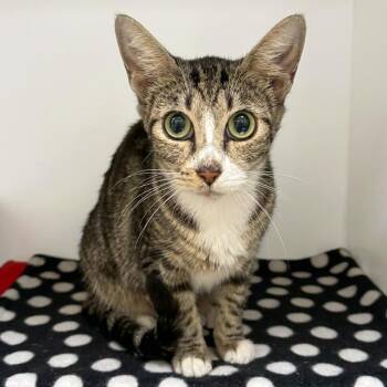 Cat Pronouns -  Domestic Short Hair Cat for Adoption in Austin, Texas - Cat Pronouns | PetCurious