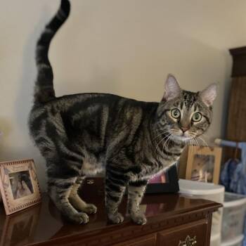 Armored Vehicle -  Domestic Short Hair Cat for Adoption in Riverside, California - Armored Vehicle | PetCurious