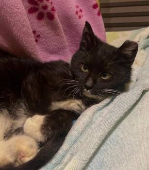 Domestic Short Hair Cats Available for Adoption - Pistachio  | PetCurious