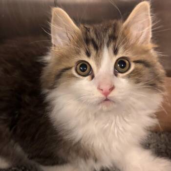 Domestic Medium Hair Cats Available for Adoption in Belleville, Illinois - Flynn Ryder | PetCurious