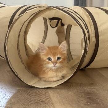 Pumpkin -  Domestic Short Hair Cat for Adoption in San Diego, California - Pumpkin | PetCurious
