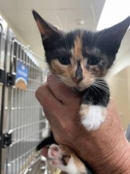 Baconator -  Domestic Short Hair Cat Available for Adoption in Brunswick, Georgia - Baconator | PetCurious