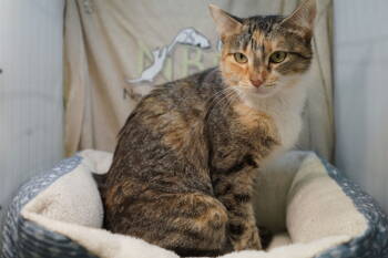 Rescue Calico and Tabby Cats for Adoption in Garland, Texas - Fifi | PetCurious