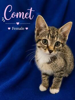 Domestic Short Hair Cats Available for Adoption in Johnson City, Tennessee - Comet | PetCurious