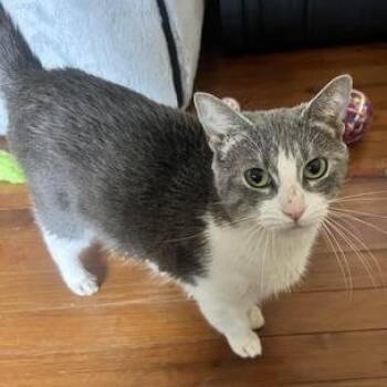 Domestic Medium Hair Cats Available for Adoption - Bean | PetCurious