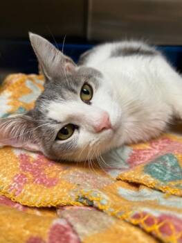 Rescue Domestic Short Hair Cats for Adoption in Kankakee, Illinois - Rocky | PetCurious