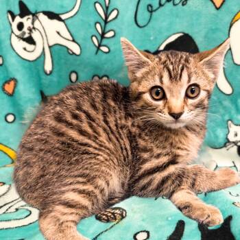 Tim Horton -  Domestic Short Hair Cat for Adoption in Mt. Juliet, Tennessee - Tim Horton | PetCurious