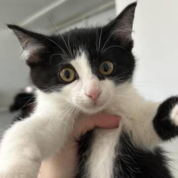 Mario -  Domestic Short Hair Cat for Adoption in Denver, Colorado - Mario | PetCurious
