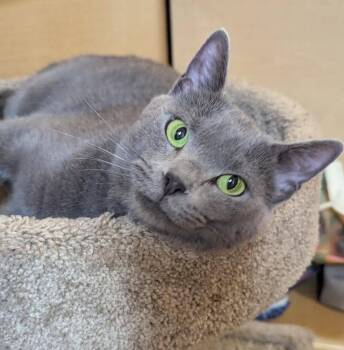 Charcoal -  Domestic Short Hair and Russian Blue Cat for Adoption in Farmland, Indiana - Charcoal | PetCurious