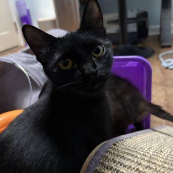 Polly Coleman -  Domestic Short Hair Cat for Adoption in Morrison, Colorado - Polly Coleman | PetCurious