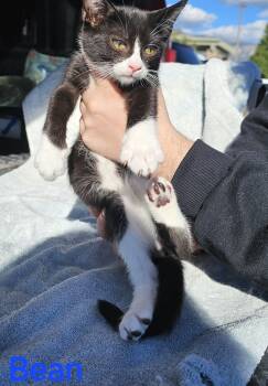 Rescue Domestic Short Hair Cats for Adoption in Jemez Pueblo, New Mexico - Bean | PetCurious