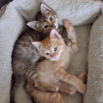 Horus(Swiss) -  Domestic Short Hair Cat for Adoption in Indianapolis, Indiana - Horus(Swiss) | PetCurious