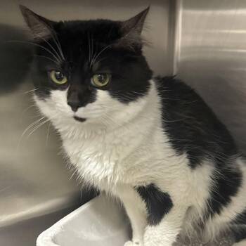 Barney -  Domestic Medium Hair Cat for Adoption in Beaumont, Texas - Barney | PetCurious