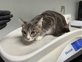 RUBBLE -  Domestic Short Hair Cat for Adoption in Antioch, California - RUBBLE | PetCurious