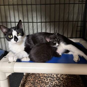 Lala -  Domestic Short Hair Cat for Adoption in Weehawken Township, New Jersey - Lala | PetCurious