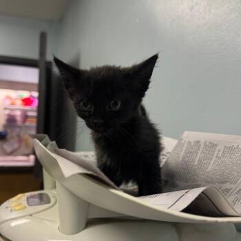 Cremini -  Domestic Short Hair Cat for Adoption in Columbia, Missouri - Cremini | PetCurious