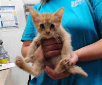 POPPY -  Domestic Short Hair Cat for Adoption in Albuquerque, New Mexico - POPPY | PetCurious
