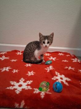 Bay -  Domestic Short Hair and Tabby Cat for Adoption in Westfield, Wisconsin - Bay | PetCurious