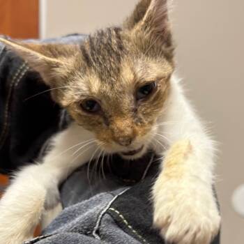 Rescue Domestic Short Hair Cats for Adoption in Yuma, Arizona - Marry | PetCurious